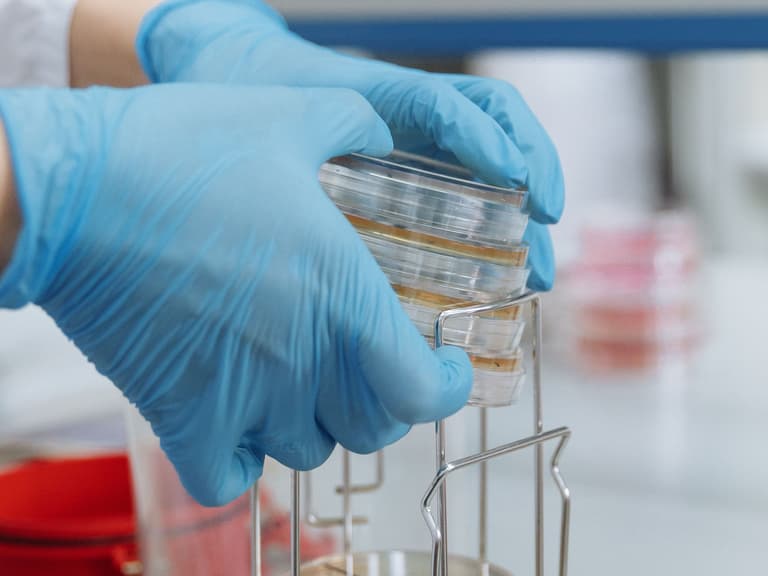 Mains gantées prenant des boîtes de culture sur un portoir de microbiologie
