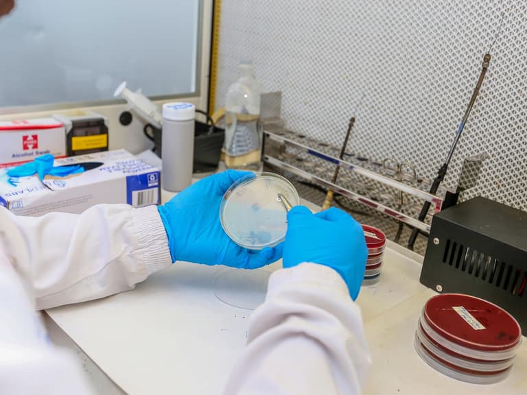 Mains gantées tenant une boîte de culture ouverte sur une paillasse de laboratoire